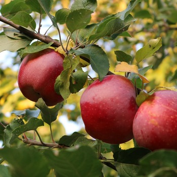 Agent·e horticole en fruiticulture (certificat propre à l'Enseignement pour Adultes)