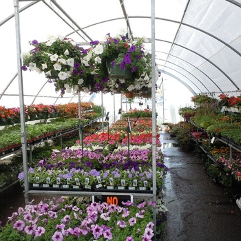 Complément en productions horticoles et décoration florale