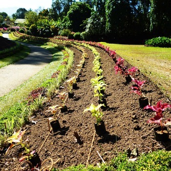Horticulteur·rice spécialisé·e en aménagement de parcs et jardins (7P) (certificat propre à l'Enseignement pour Adultes)