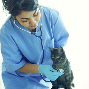 Médecin vétérinaire