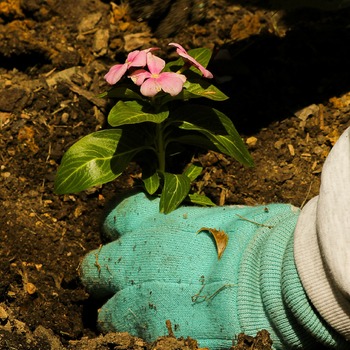 Technicien·ne en horticulture