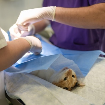 Des conditions d’études difficiles en médecine vétérinaire